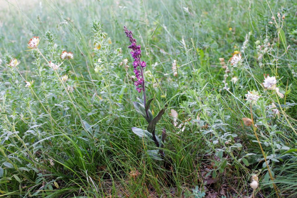 Epipactis atrorubens